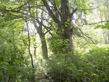 Row of five Sugar Maple Trees (Acer saccharum) planted at Arrowhead along Cook Avenue. Photo courtesy of the Arrowhead Conservation Society