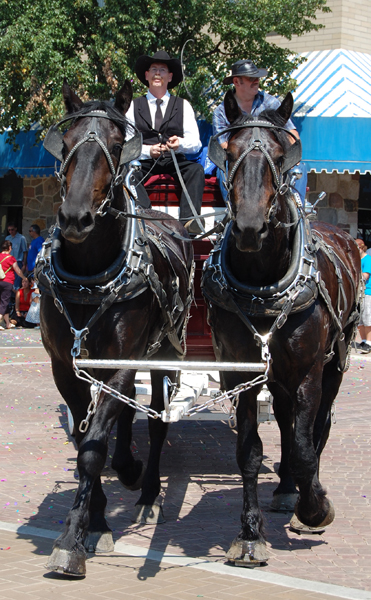 These beauties drew many admiring glances and comments during the parade. David F. Rooney photo