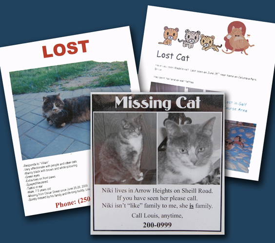 These are just a few of the posters put up around town by worried cat owners. David F. Rooney photo montage