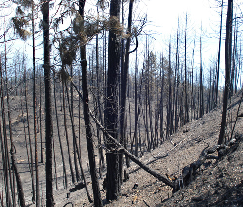 Ashes to ashes, dust to dust. Your mouth goes dry just looking at this scene, which was all that remains in one burned-our section of the Terrace Mountain Fire. Photo courtesy of Ben Parsons