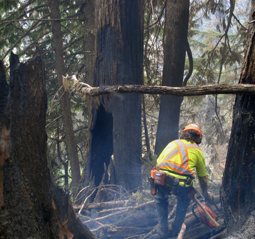 Nakimu firefighter Rochus Schneble gets ready to fall a tree at the Mustang Powder CAT skiing tenure which was burned by the Perry River Fire. Photo courtesy of Ben Parsons