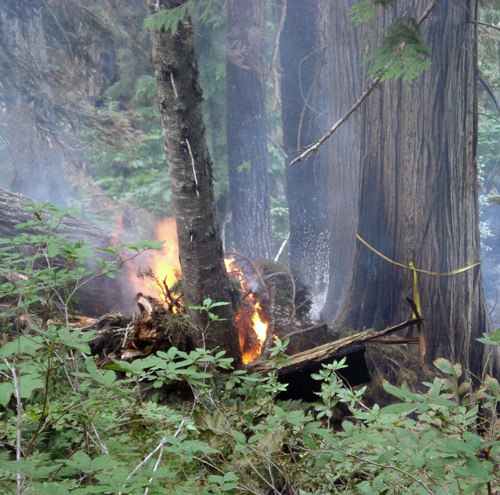 Flames devour a tree at the Perry River Fire. Photo courtesy of Ben Parsons