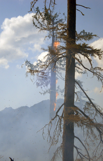 A cedar tree candles at the Perry River Fire. Photo courtesy of Ben Parsons