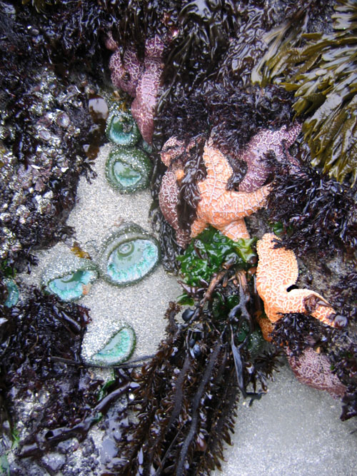 This tidal pool at Half Moon Bay was full of life. Photo courtesy of Cherie Vanoverbeke