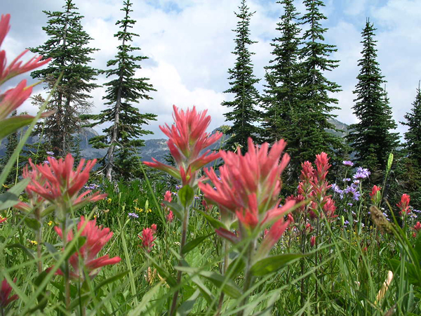 The Indian paintbrush was still blooming in the high meadows. Photo courtesy of Hans Travnicek