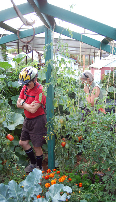 Frank Huyler and Sue Leach explore part of Sarah Newton and Rory Luxmoore's backyard garden during the North Columbia Environmental Society's first-ever Garden Guru event Wednesday evening. About 18 people toured four local gardens to see how different folks approach the idea of a vegetable patch. David F. Rooney photo 