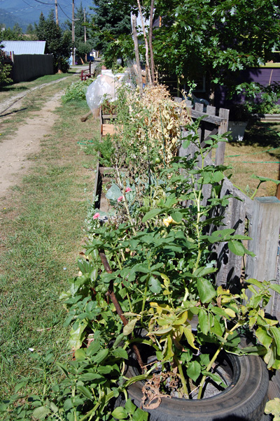 Patience Gribble's first-time garden even utilizes the verge along her back alley. David F. Rooney photo