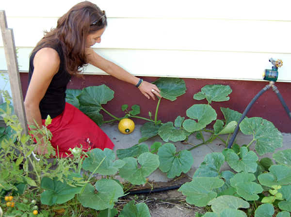 Alice Weber examines a squash growing in her backyard garden. The timer she uses to easily water her garden is on the right, attached to the faucet. David F. Rooney photo