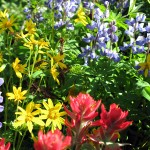 The spectacular wildflowers you can see at the summit of Mount Revelstoke are just few of the attractions for avid hikers. Photo courtesy of Parks Canada