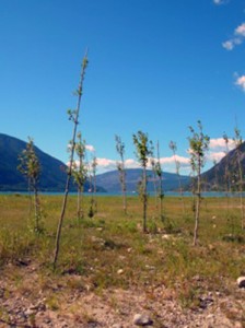 Cottonwood growing stakes in the drawdown zone. Photo courtesy of BC Hydro