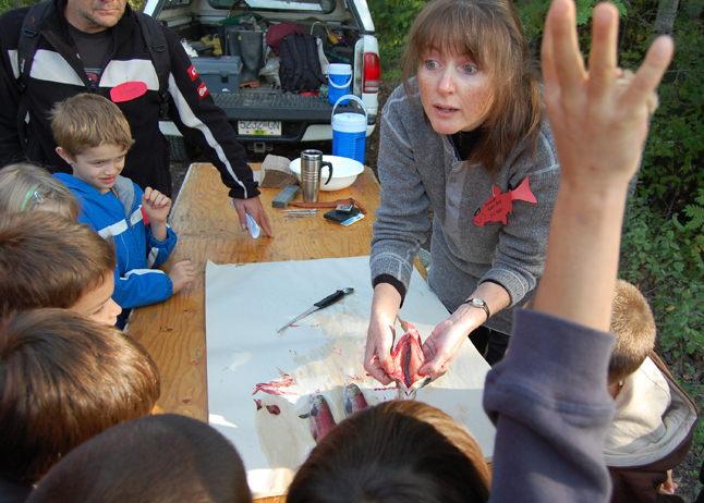 "Do you know what this is?" BC Hydro biologist Karen Bray asks kids at the Kokanee Fish Festival as she dissects a red fish for them. David F. Rooney photo