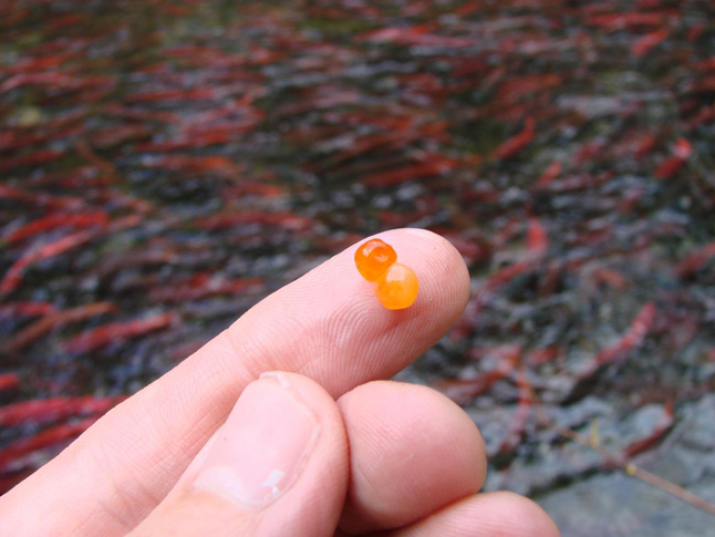 These large amber beads are actually kokanee eggs. This year, there appears to be a record number of kokanee spawning in our region. Photo courtesy of the Fish & Wildlife Compensation Program