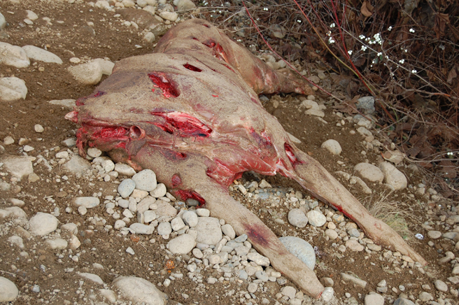 Skinned and dressed this moose — now nothing but a mound of meat — was, for reasons unknown, simply dumped beside the road just past the second parking lot near the base of Boulder Mountain. David F. Rooney photo