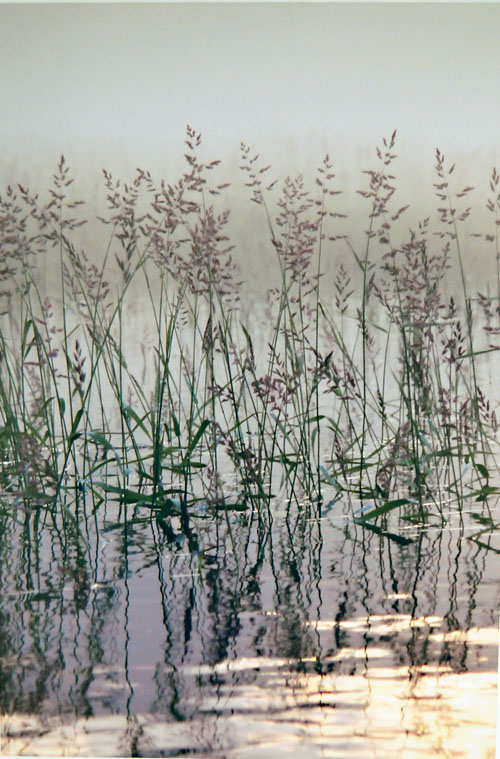 Mike Young's image, Grasses in the Columbia, was the best adult work in the Creative Images of Nature category.