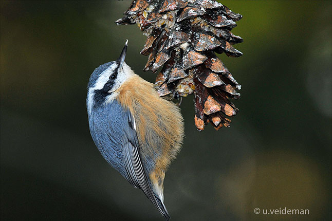 There were 51 red-breasted nuthatches counted this winter. Photo courtesy of Dusty Veideman