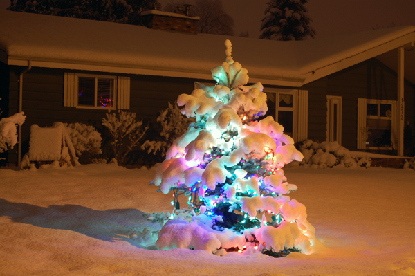 A single multi-hued tree adorns a yard on Newlands.  David F. Rooney photo