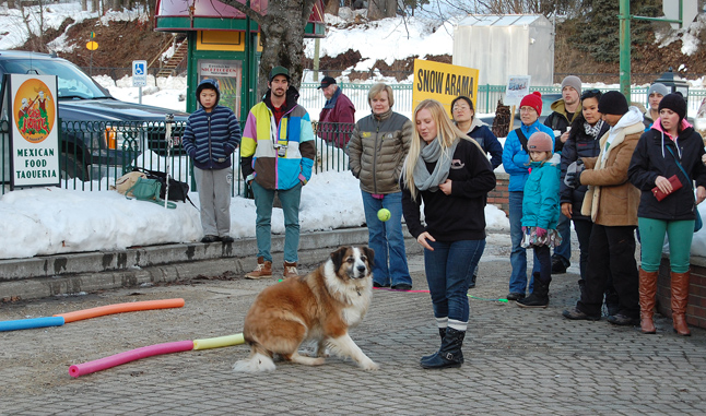 Chewy the Great Pyranees-brder collie cross focuses on the tennis ball tossed by Valerie Mathes. David F. Rooney photo