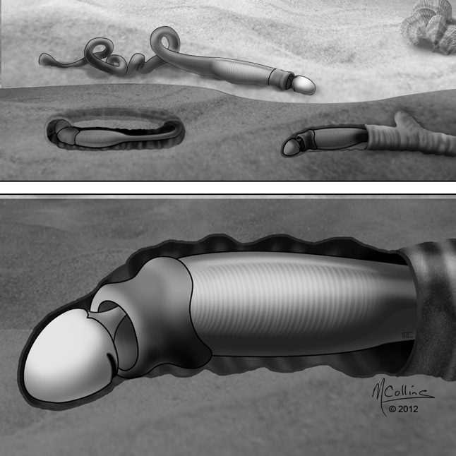 Spartobranchus tenuis from the Burgess Shale – Reconstruction by Marianne Collins. Top: individual specimens within and outside their tubes; bottom: close-up of a specimen within its tube. Marianne Collins image