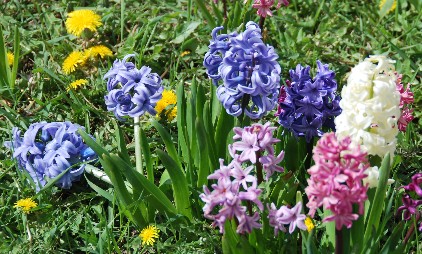 Hyacinths have such a pervasive perfume that, lovely as it is, I prefer mine outside, as these are. 