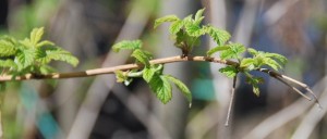 It will only take a few hours of sunshine and warmth before these leaves on a raspberry stem will cover the whole photo.