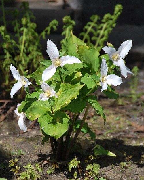 Spring trilliums are less well known in BC than in Ontario, where they are the provincial flower. 