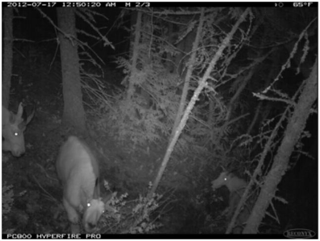 A mountain goat stares quizzically up at the camera. Trail cam photo courtesy of Parks Canada