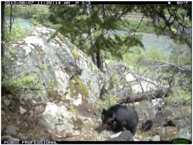 A mother black bear and her cubs climb up the rocky terrain from the highway below. Trail cam photo courtesy of Parks Canada