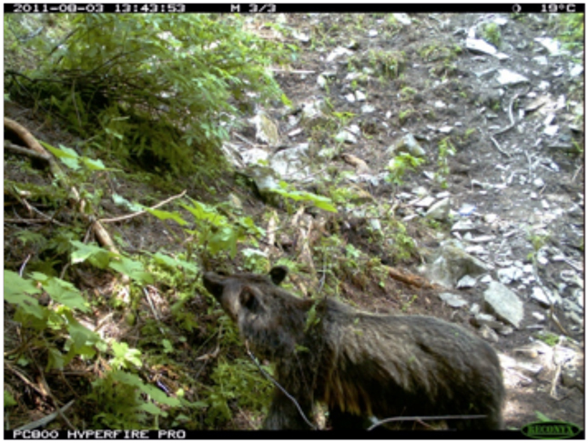 A grizzly cub checks out the new shoots budding in the spring. Trail cam photo courtesy of Parks Canada