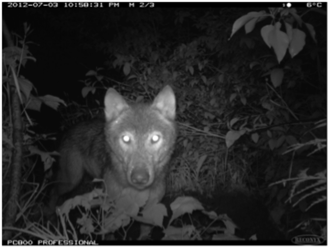 A coyote momentarily pauses to check out the camera as he and his comrade race past during the night. Trail cam photo courtesy of Parks Canada