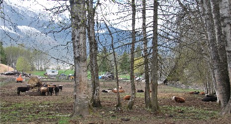 Greenslide Cattle Ranch at 12-Mile, south of Revelstoke, offers a peaceful scene even on a chilly spring day.