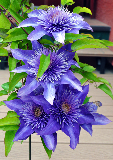 Clematis are beautiful and long-lasting vines that can brighten any garden. David F. Rooney photo