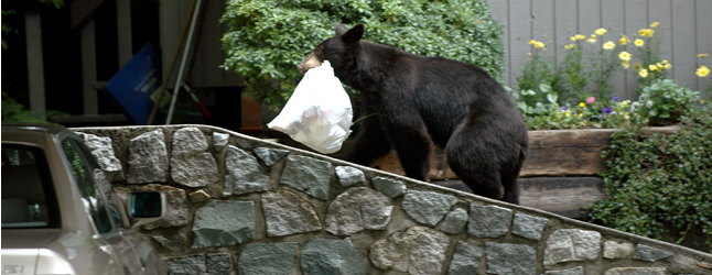  The City says that in an effort to contain human-bear conflicts — nine bears have been killed so far this year — it has increased bylaw enforcement patrols over the past month. Revelstoke Current file photo