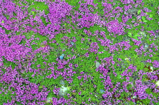 Creeping thyme makes for a colourful living carpet in Lyn's back yard. Creeping thyme is fast-growing and is a useful plant for covering patches of ground that might otherwise be unsightly. David F. Rooney photo
