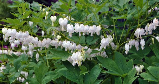 How about white bleeding hearts. Bleeding hearts are generally regarded as, like hollyhocks and grandmother's blue bells, old-fashioned flowers. Be that as it may they are hardy and fast-growing addition's to anyone's garden, whether they are white or pink. David F. Rooney photo 