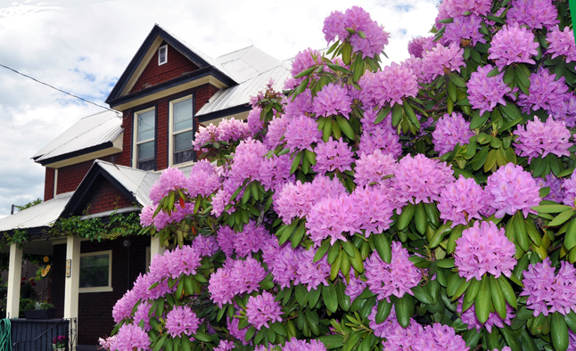 There are a lot of gorgeous rhododendrons in Revelstoke, but this one in the Anderson's yard on Connaught Avenue near Second Street West is one of the largest and most beautiful i have ever seen. It's easily 12 feet tall. David F. Rooney photo