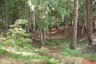 This is likely the site of a pit house occupied by Sinixt or Lakes People as much as 4000 years ago. If you come across a round indentation in the woods, from 10 to 30 feet across, it may be a pit house site. But forget finding arrowheads—the residues are more likely to me miniscule, requiring serious  archeological excavation. Leslie Savage photo