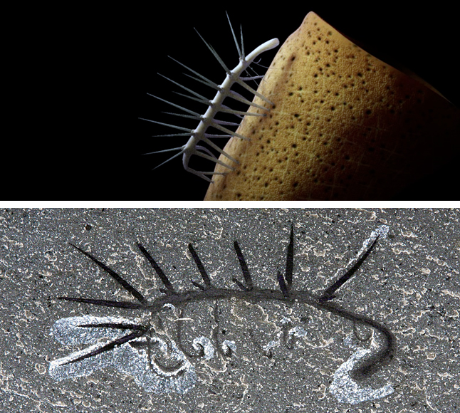 Hallucigenia, the spiny multi-legged little nightmare that has been preserved in the Burgess Shale for 550 million years — shown here as a recreation (top) and as a fossil (bottom) — apparently had cousins across the planet, says a study published in in the prestigious British scientific journal Proceedings of the Royal Society B (the B apparently stands for Biological Sciences). Images courtesy of Parks Canada 
