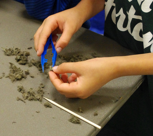 To find out what owls eat, the kids dissected owl pellets, which contain the fur and bones of the small rodents that owls eat. Photo courtesy of the Revelstoke branch of the Okanagan Regional Library