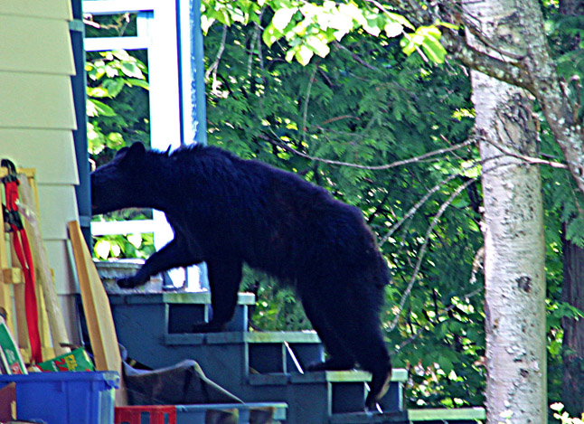 One bear was recently destroyed in Revelstoke even though bear-related calls are, on average, down across BC.  Still, WildSafeBC is warning British Columbians that the active fall season is about to heat up with regards to human-bear conflicts. Bears that lose their fear of humans and actively begin investigating food smells emanating from human dwellings are bound to be destroyed, Noeline Mostert photo