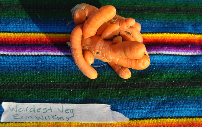 And here's the winner! Call it a Franken-carrot, a Chernobyl-carrot or a Cthulu-carrot this offering from Erin Wilkins wasn't very big but it certainly was different. David F. Rooney photo