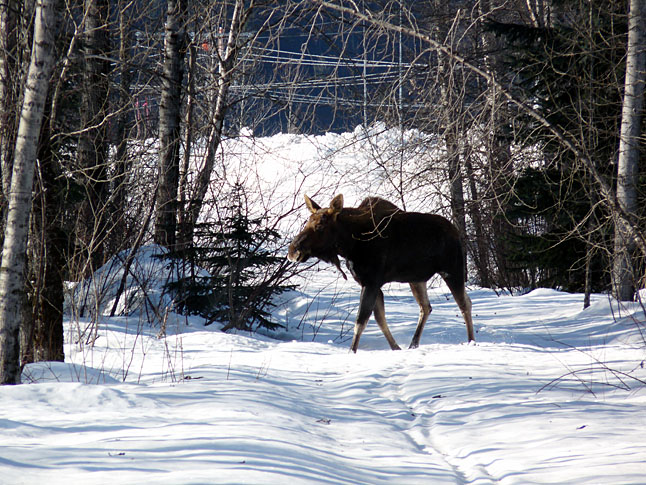 Be careful if you're out an about in the Greenbelt near Downie Street Sawmills. Leif Edvardson says he saw this one at the Downie Street access road shortly after noon on Tuesday, February 4. If you see this animal don't mess with it. Moose are very large and can be aggressive. Leif Edvardson photo