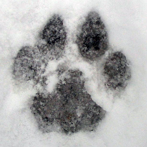 Front paw print of a cougar. An adult paw print is approximately 10 cm (4 inches) long. Photo and description courtesy of Wikipaedia
