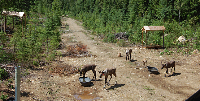 Once we exited the pen seven of the caribou appeared. You can see one of the calves with the adults. The rest of the calves were on their own in the brush. David F. Rooney photo