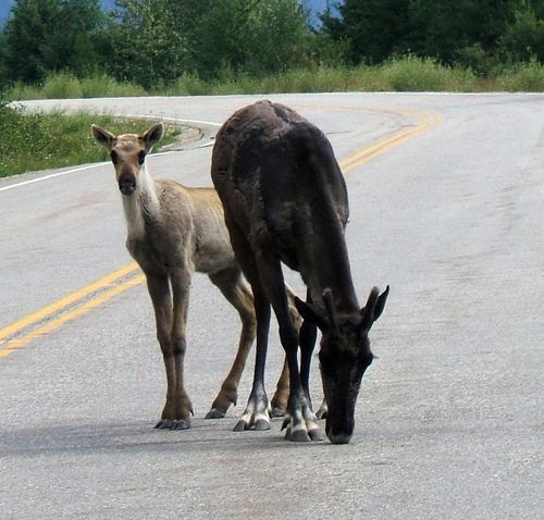 For reasons that are poorly understood, mountain caribou are experiencing high mortality rates, particularly among their young calves. Predators take a toll and so do avalanches and other natural mishaps. Other animals are hit and killed by human vehicles. This cow and her offspring are risking their lives for a few licks of road salt. Photo courtesy of the Caribou Maternity Penning Project