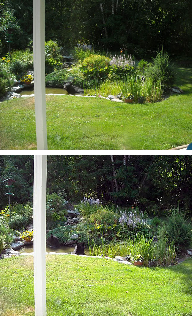 Tom  and Carol Sakamoto have a lovely and cool backyard — well, certainly these guys thought so. "We have a small waterfall that runs into the pool where the goldfish live," Carol said in an e-mail to The Current. "All together we have had 4 sightings in our backyard." She said when the first bear was joined by his furry bruin brother (bottom) they decided enough was enough, turned on the sprinkler and shouted at them until they took off, undoubtedly miffed that the Sakamotos didn't offer them piña coladas with cute little umbrellas in them. Photos courtesy of Tom and Carol Sakamoto