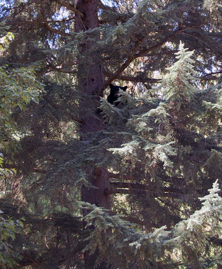 This bear, dubbed "Sally" by an onlooker, was treed at 1857 Beruschi in Arrow Heights by Conservation Officer Alex Desjardins and RCMP Const. Dave Segers on Saturday afternoon. Poor girl, she had apparently been in the area for a while eating Saskatoon berries and other backyard goodies. "She's inb pretty good shape and she's very afraid of us," Desjardins said. That's a good combination. The fact that neighbourhood residents said she hadn't been eating their garbage was also a vote in her favour. "I'd like to have be a good news story," Desjardins said. "I don't want to shoot her." David F. Rooney photo