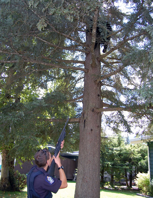 Desjardins takes aim at Sally's backside with his dart gun. David F. Rooney photo