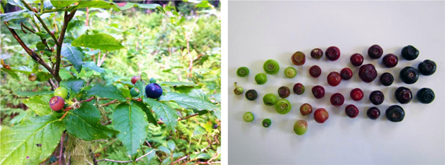 Huckleberry bushes have both ripe and unripe berries at the same time. Researchers pool them into ripeness categories. Mindy Skinner/Parks Canada photo