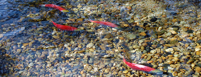 The Revelstoke Rod & Gun Club has received written confirmation of the BC Fish and Wildlife Compensation Committee's approval of its proposal to improve kokanee spawning habitat at Bridge Creek. Revelstoke Current file photo