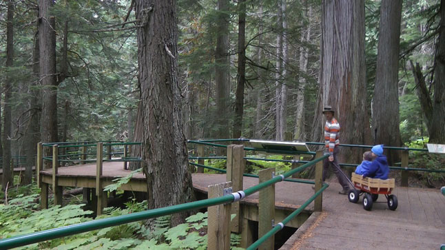 Children in tow a dad wanders through the Hemlock Grove in Glacier National Park. Jeff Bolingbroke/Parks Canada photo